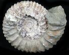 Pavlovia Ammonite Fossil - Siberia #29753-1